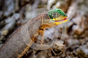 Wild tropical lizard shedding its skin in its natural habitat in the Brazilian cerrado biome