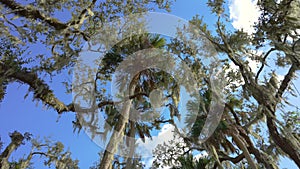 Wild tropical nature with dense green rainforest. Florida jungles with palm trees and Spanish Moss covered Live Oaks in