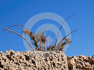 A wild tropical plant on a wall in the old city of Acre in Israel against a blue sky.