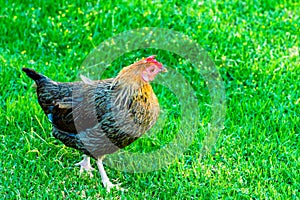 Wild tropical red junglefowl hen in nature on green grass background. Full size portrait. Colorful feathers vibrant vivid colors
