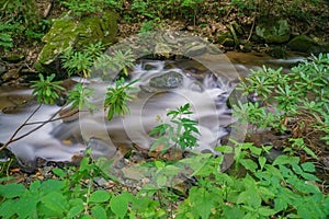 Wild Trout Stream in the Blue Ridge Mountains