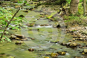 Wild Trout Stream in the Mountains
