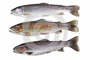 Wild Trout on White