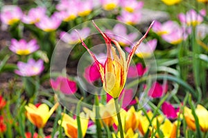 Wild tulip Tulipa acuminata photo