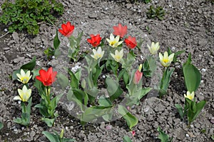 Wild tulip Tulipa kaufmanniana.Close up of a flower of Tulipa Kaufmanniana Regel
