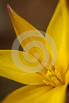 WILD TULIP - Tulipa sylvestris - Flower