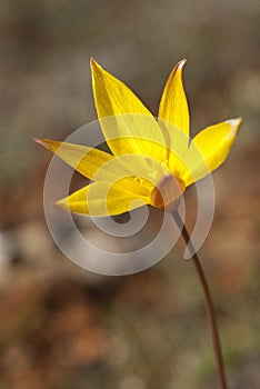 WILD TULIP - Tulipa sylvestris - Flower