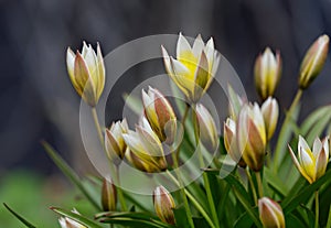 Wild tulips in bloom in spring