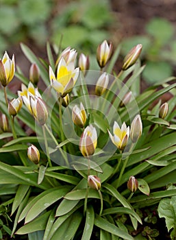 Wild tulips in bloom in spring