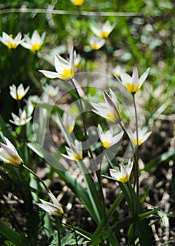 Wild tulips in a grass