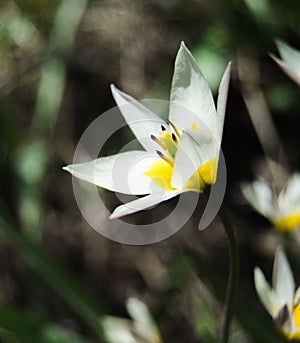 Wild tulips in a grass