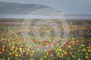 Wild tulips in green grass