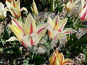 Wild tulips, Marilyn, Tulipa