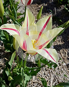 Wild tulips, Marilyn, Tulipa