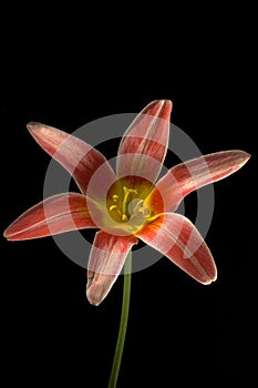 Wild tulips, Tulipa kaufmanniana
