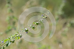 Wild Tulsi Plant Branch with Violet Flowers