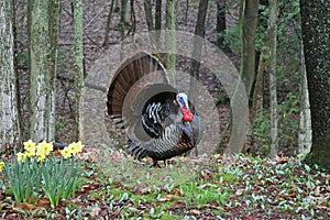 Wild Tom Turkey