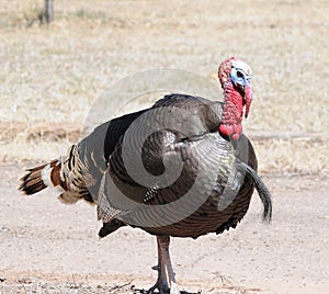 Wild turkey