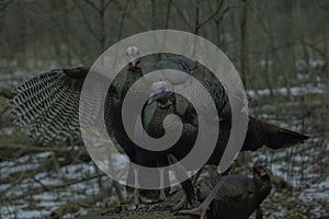 A Group Of Wild Turkeys