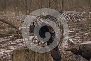 Wild Turkey With Wings Fanned Out