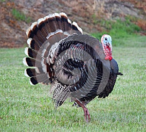 Wild Turkey photo