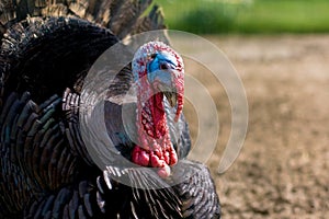 Wild Turkey