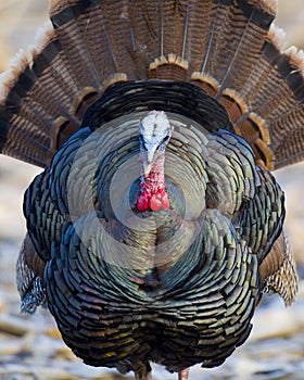 Wild Turkey photo