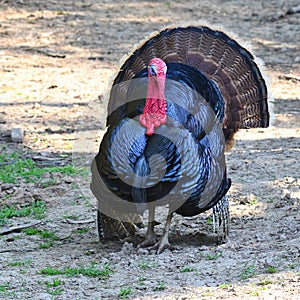 Wild turkey