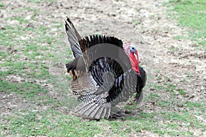 The wild turkey