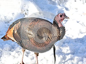 Wild Turkey