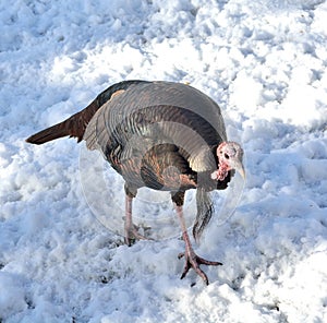 Wild Turkey