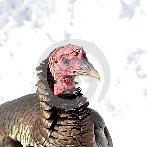 Wild Turkey