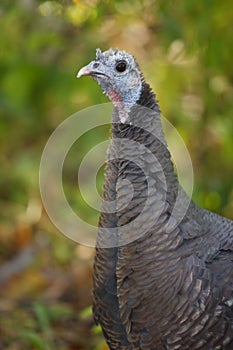 Wild Turkey