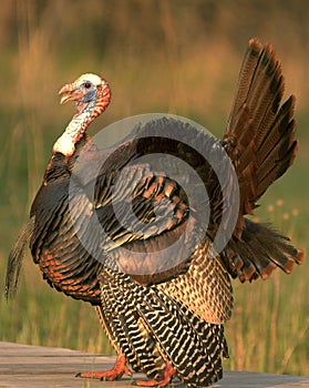 Wild Turkey 7