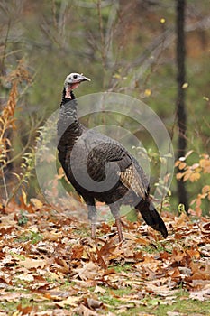 Wild Turkey in Autumn