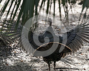 Divoký vták fotografia fotobankového typu. divoký rozšíriť krídla a chvost perie. divoký vták profil 