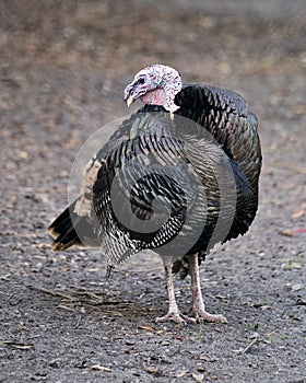 Wild turkey bird stock photo.  Wild turkey bird close-up profile view with background