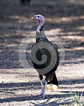 Wild turkey bird stock photo.  Wild turkey bird close-up profile view with background. Wild turkey Thanksgiving card. Wild turkey