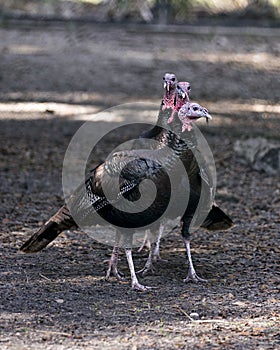 Wild turkey bird stock photo.  Wild turkey birds close-up profile view with background. Wild turkey Thanksgiving card. Wild turkey