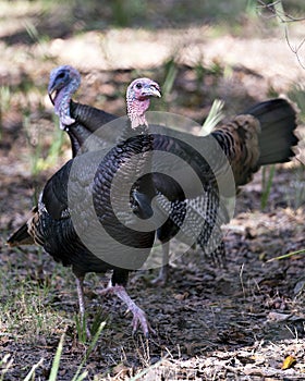 Wild turkey bird stock photos. Image. Portrait. Picture. Wild turkey bird couple profile view. Background