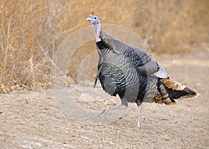 Wild Turkey - Bosque del Apache National Wildlife Refuge, NM photo