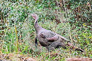 Wild turkey browsing around woods