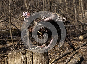 Wild Turkey With Burr On Feathers