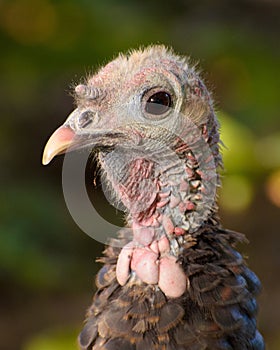 Wild turkey close up