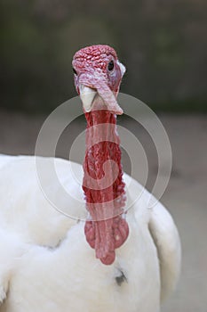 Wild Turkey close-up