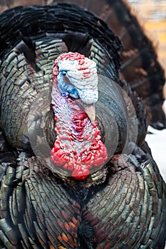 Wild Turkey Closeup