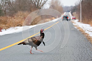 Wild Turkey Crossing The Road, Whitby, Ontario