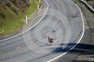 Wild turkey crossing sunny state highway in Kittitas County, Eastern Washington State
