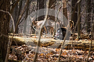 Wild turkey and deer