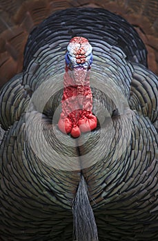 Wild Turkey Displaying photo